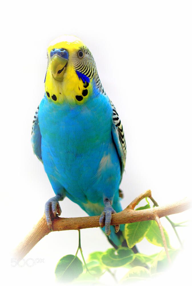 lady-profile